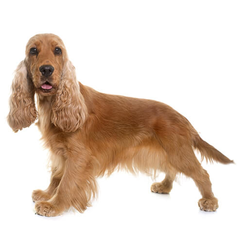 English Cocker Spaniel: Rassebeschreibung | PURINA®